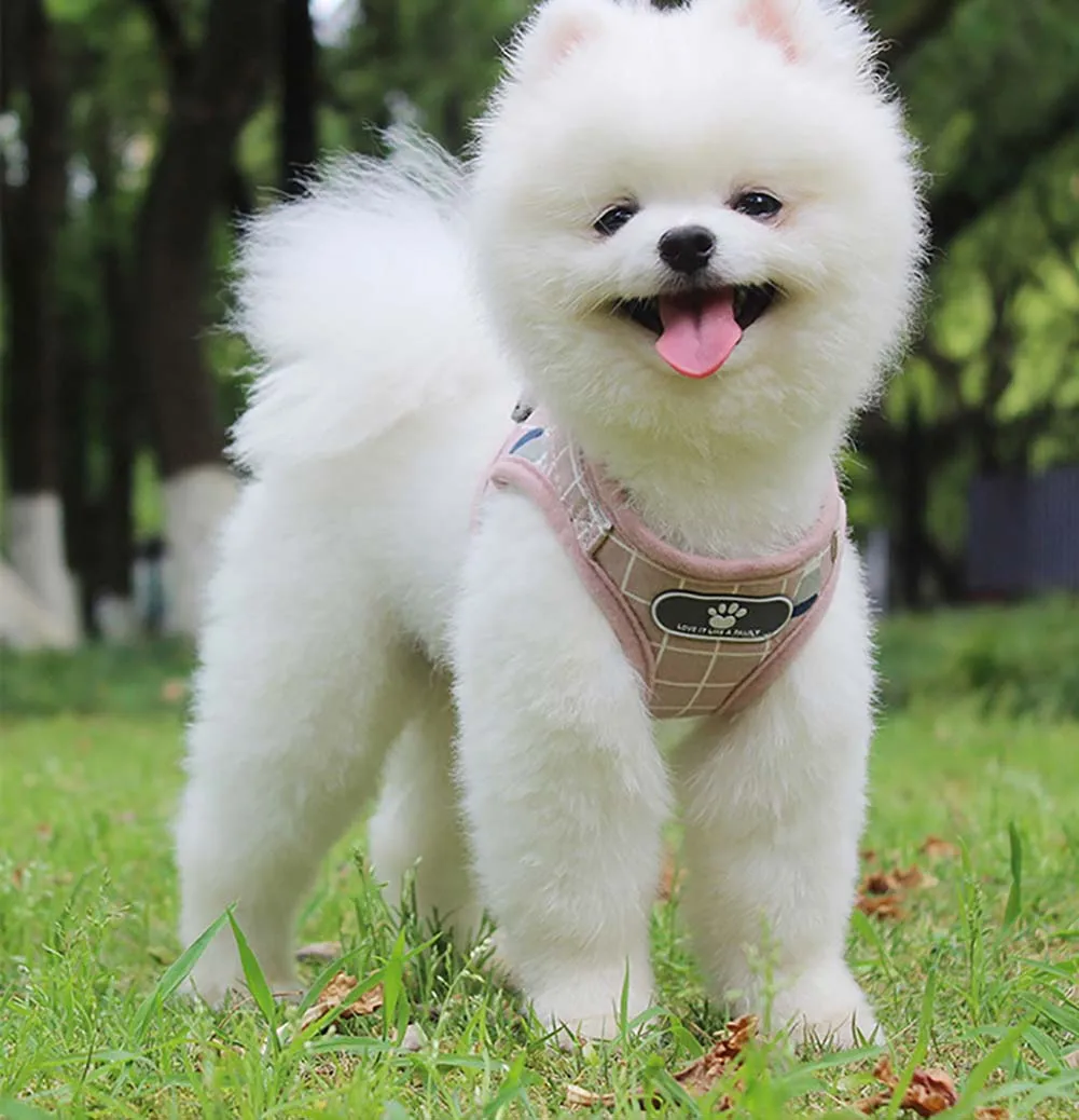 

Mesh Dog Harness Leash Set Adjustable Pet Vest Harness Breathable Dog Chest Strap Polyester Pet Harness Lead For Small Dogs