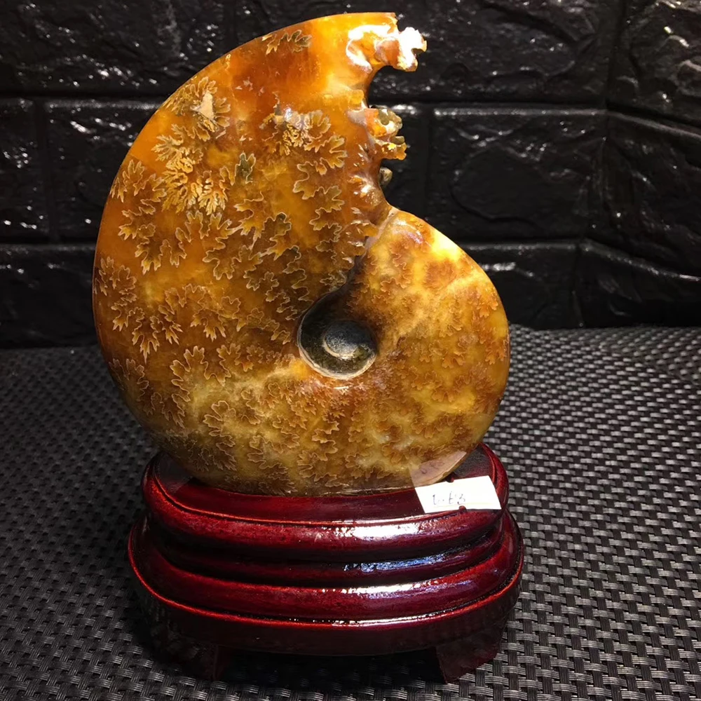 Бутик! Океанская раковина из нефрита натуральный аммонит океанская Декор для