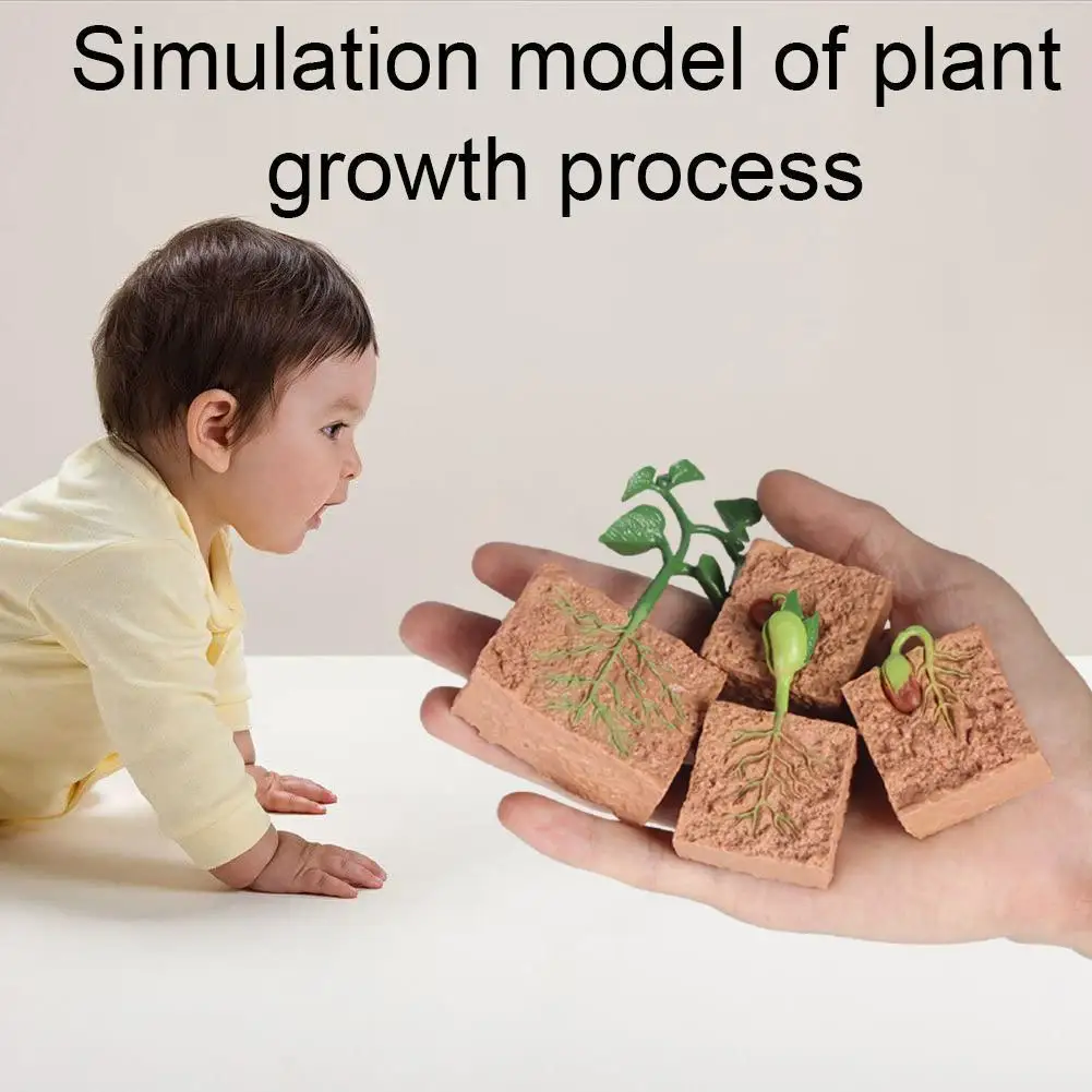 

Модель для роста растений, цикл для выращивания семян сои, Ранняя игрушка и образование, научное образование для детей B0L3