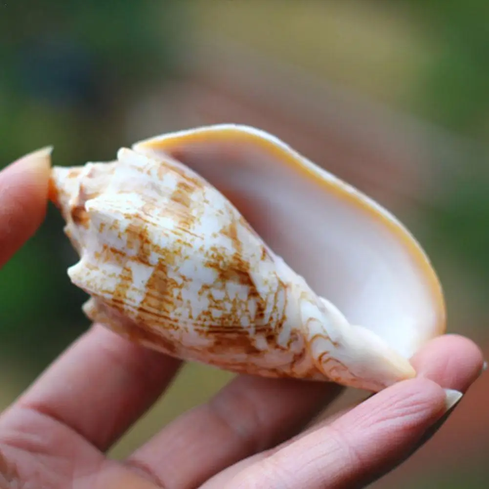 

Natural Conch Shell Fish Tank Aquarium Landscape Decoration Home Office Floor Decoration Seashells Home Decor