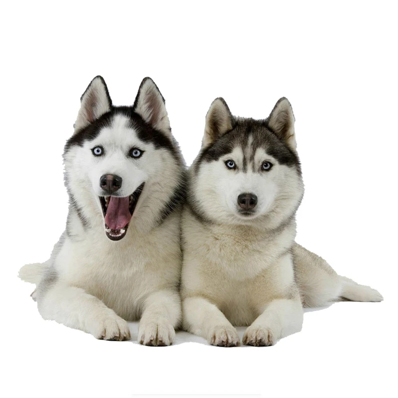 

Dawasaru Two Huskies Dogs Funny Car Sticker Personalized Decal Laptop Truck Motorcycle Auto Accessories Decoration PVC,14cm*10cm