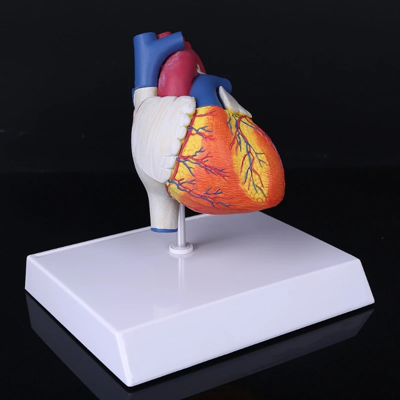 

Разобранная анатомическая модель анатомии человеческого сердца в натуральную величину для школы, научных ресурсов, демонстрационный дисп...