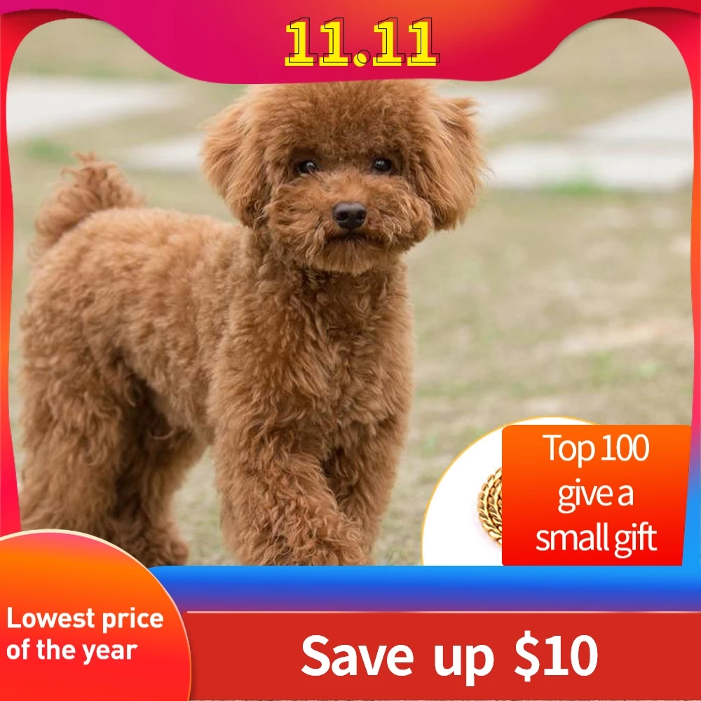 Ошейники для собак ошейники 55 см щенков кошек домашних животных ярлык маленьких |