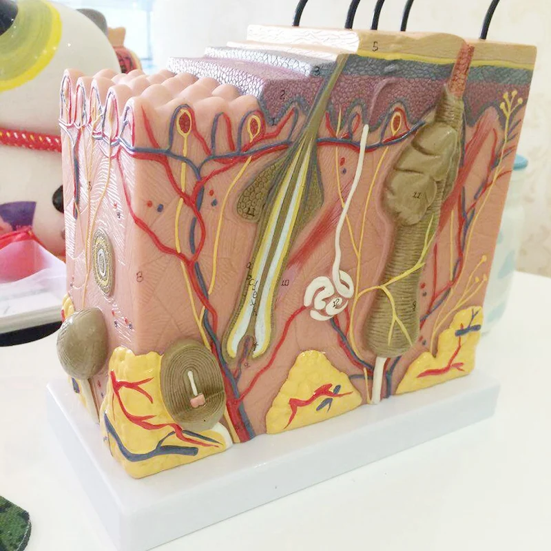 Модель кожи 35x структура и волос увеличивающая модель анатомическая Анатомия для