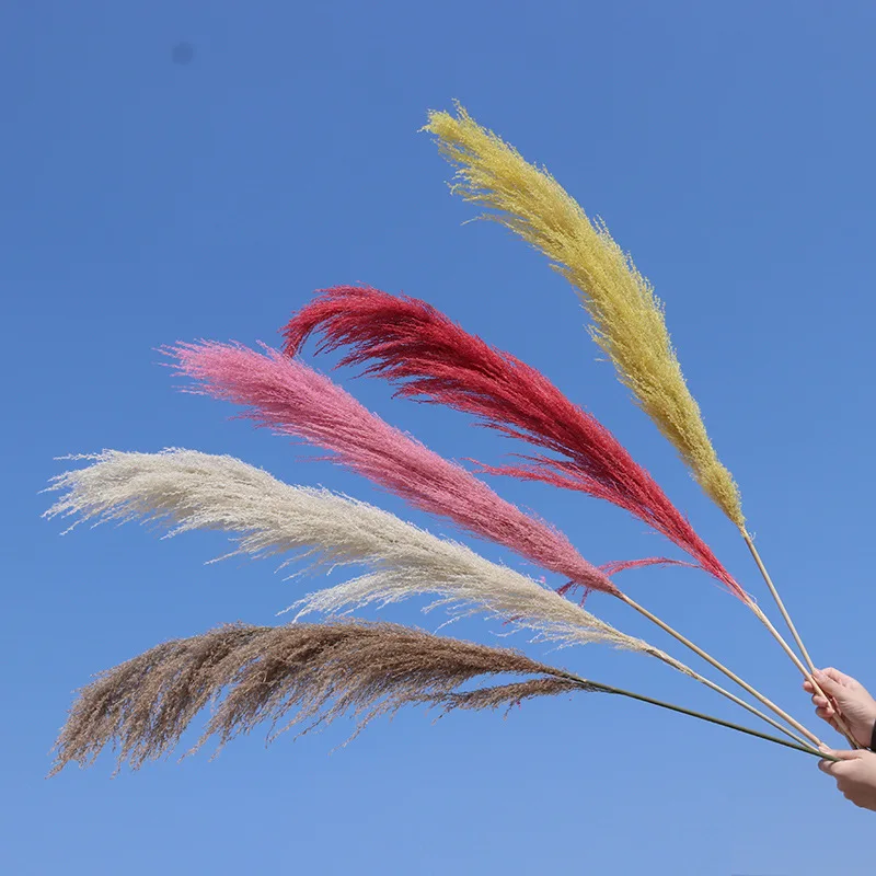 

50-58cm Reed Natural Dried Bouquets Large Pampas Grass Real Flower Plant Natural Material Shooting Props Home Decoration 1PCS