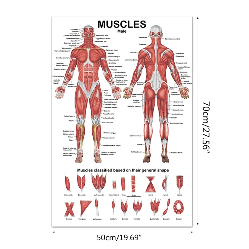 

Multi-purpose Human Muscular System Anatomical Chart Waterproof Wear-resistant Fit for Classrooms Laboratories Hospital
