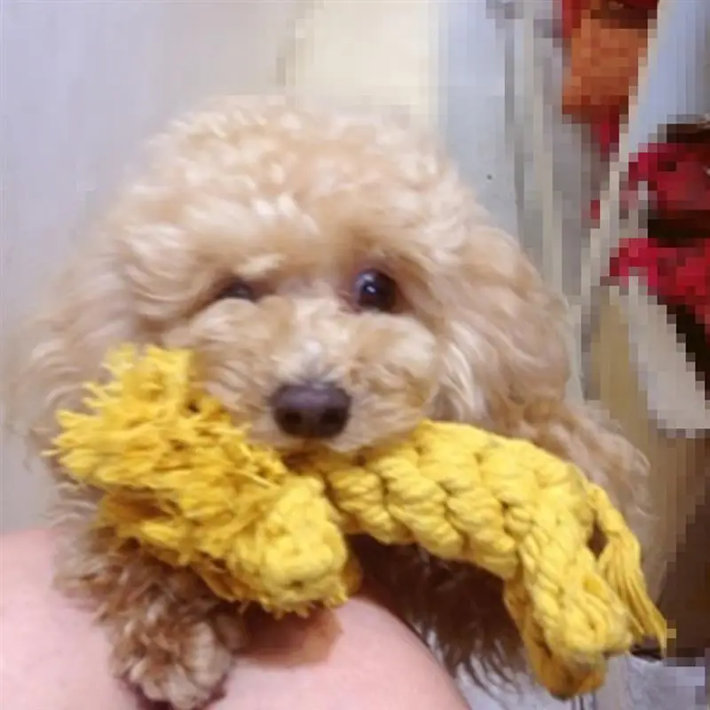 15 5*3 8*6 5 см многожильные узлы игрушка с защитой от зубов веревка в форме льва