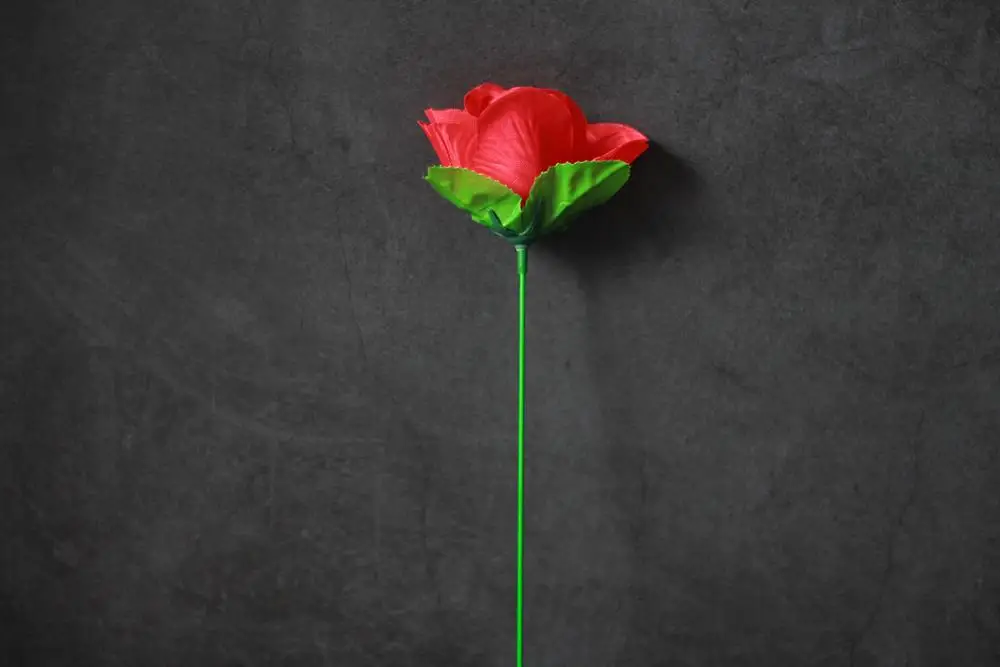 Факел к цветку факел розовому огню магический трюк пламя появляющийся цветок