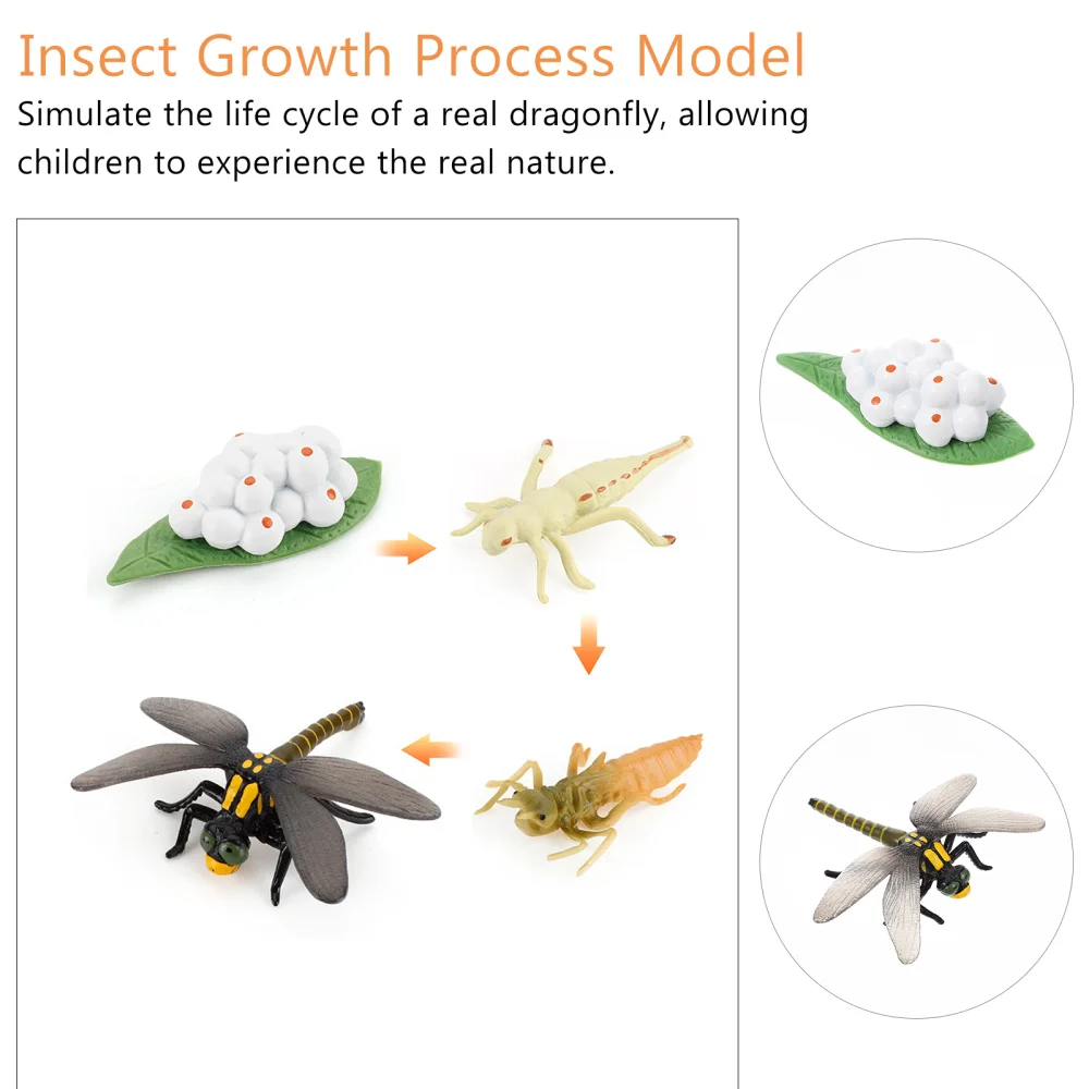 

1 Set of Dragonfly Growth Cycle Model Lifelike Dragonfly Figurine for Kids