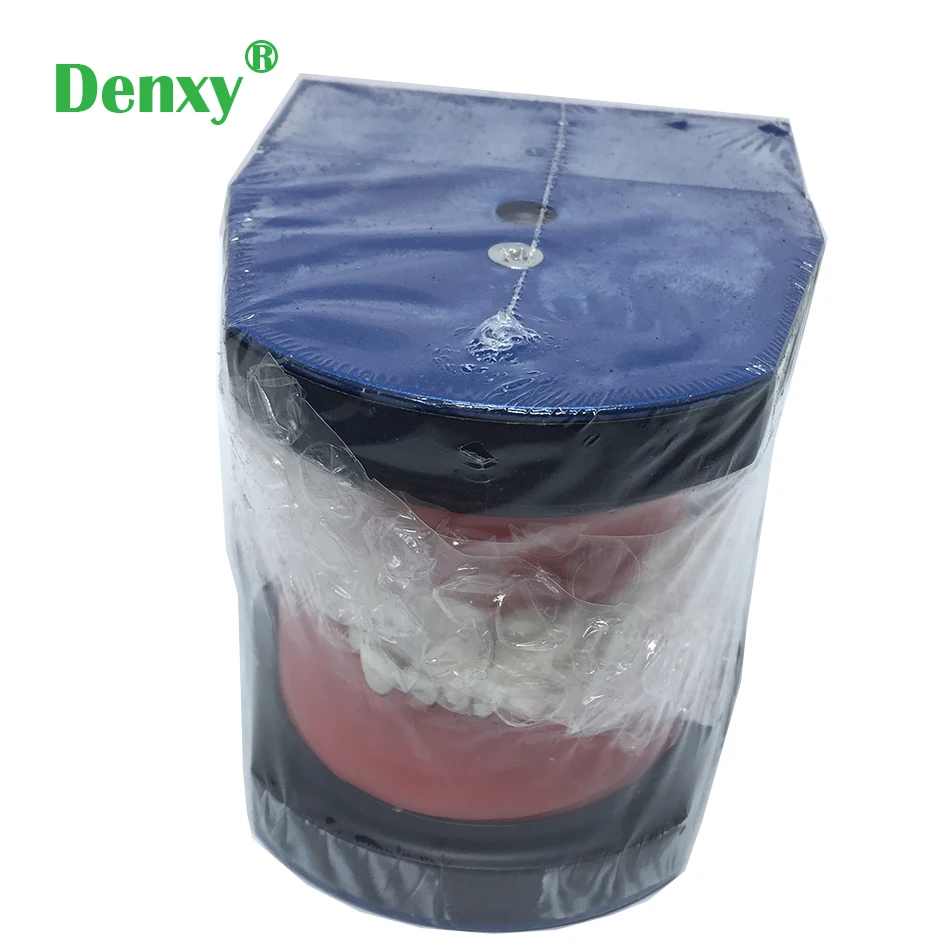 Стоматологическая Ортодонтическая модель Denxy зубного исследования