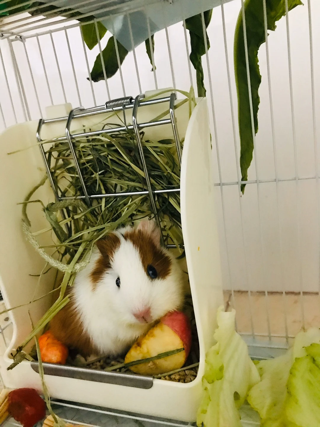 Белая/Розовая кормушка с кроличьей травой клетка для маленьких животных морская