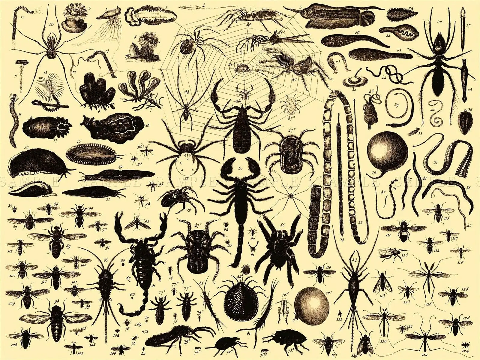 Картина книга иллюстрация насекомое Искусство Печать Шелковый плакат домашний