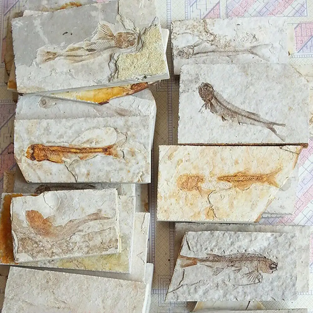1pc Fish Fossil Natural Lycoptera Specimen Insect Gift Collection Stone Home Decoration | Дом и сад