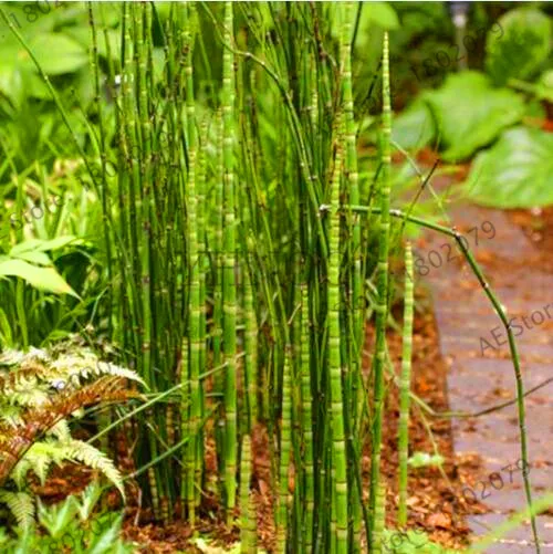 Подлинный! 20 Мини moso Bamboo flores bamboo plantas бонсай сад бонсай горшки для балкона Начинающий уровень 90% DIY для домашнего сада pl