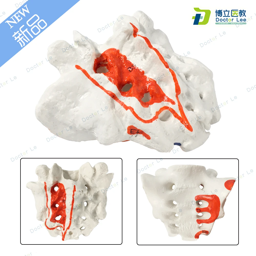 

Human skeleton anatomy Sacrum Model with Coccyx model fun medische training huid esqueleto humano anatomia denture