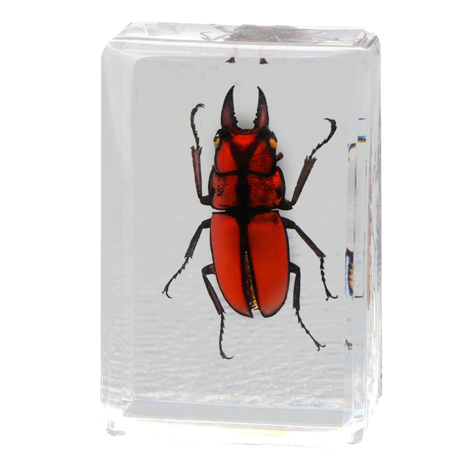 

Beautiful Insect In Resin Animal Collection Paperweight for Office Desk for Men Women Biology Science Teacher Education FHJ889