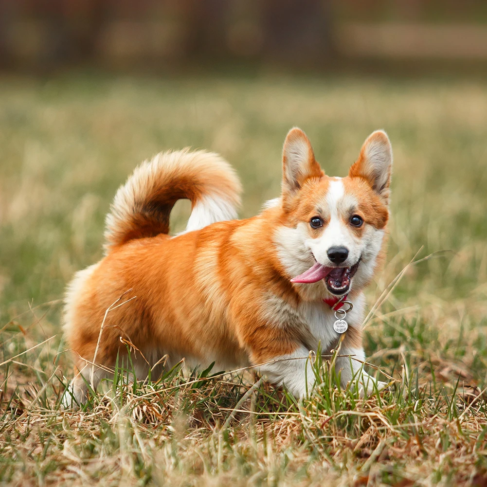 Именные идентификационные бирки для домашних животных кошек и собак питомцев