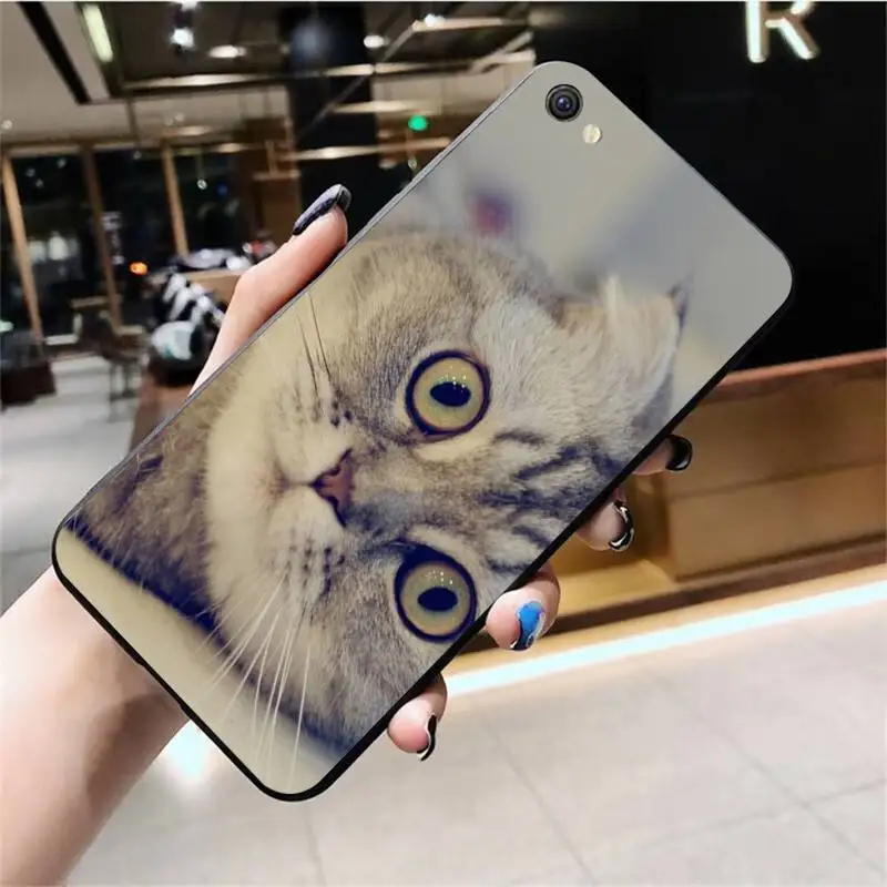 

PENGHUWAN Scottish fold cat Phone Case For Vivo Y91c Y17 Y51 Y67 Y55 Y93 Y81S Y19 V17 vivos5
