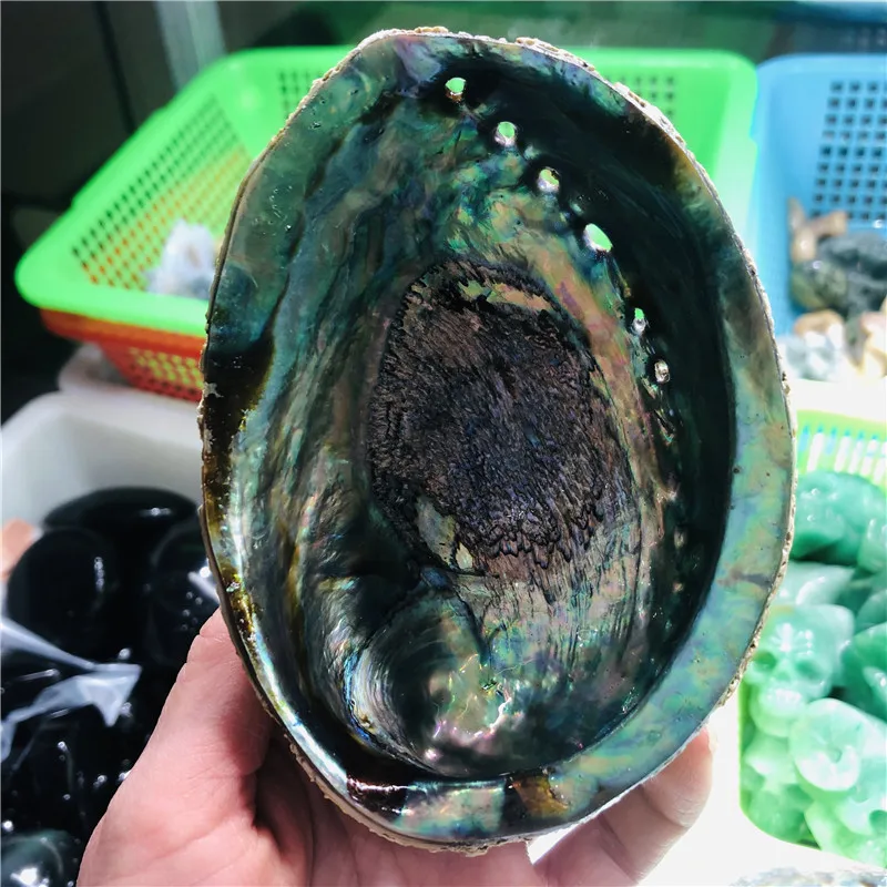 

Natural abalone shell fossil healing mineral Reiki specimen art collection stone carving crafts