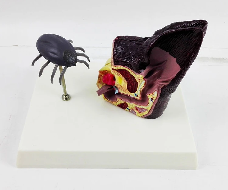 Анатомическая модель для собак и ушей с блошиными ветеринарными научными