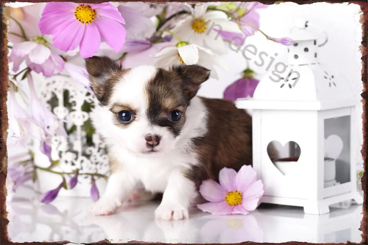 

Декор для комнаты щенка чихуахуа, винтажный металлический знак в стиле ретро, жестяные таблички, Настенный декор для художественной мужско...