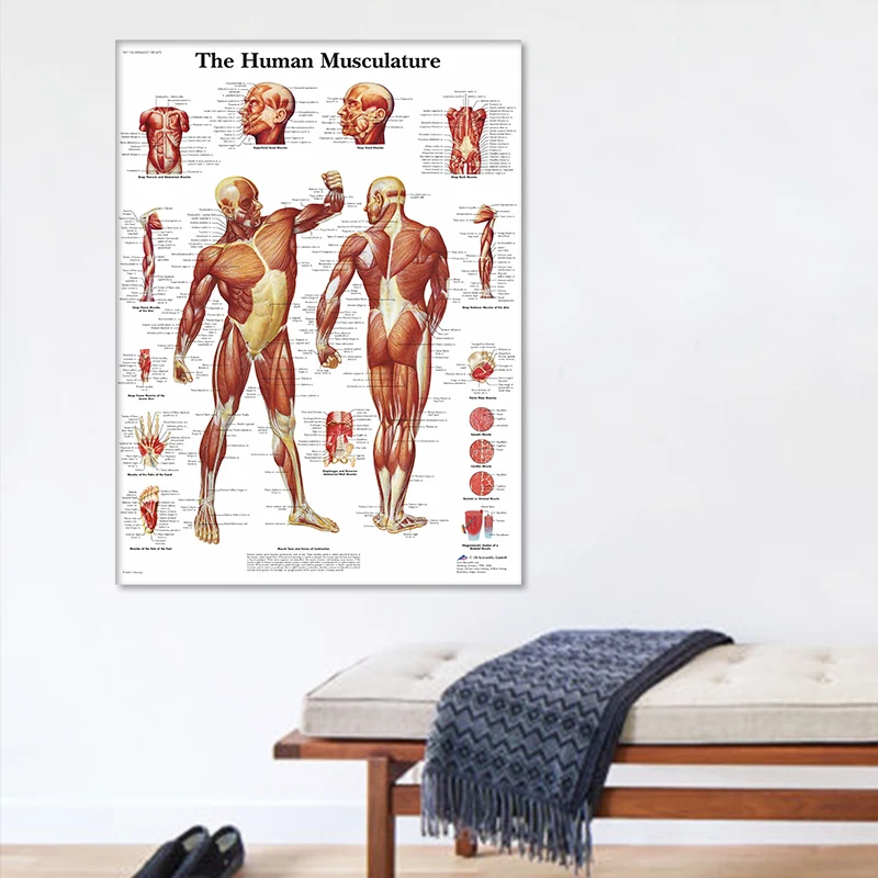 Muscle System HD Wall Art Canvas Posters And Prints Human Anatomy Chart Body Pictures For Hospital Medical Education Decor | Дом и сад