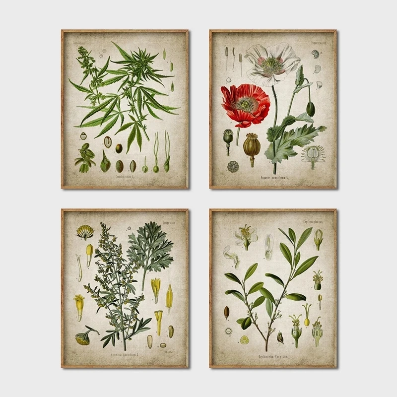 Винтажные плакаты с растениями Мак Кока растения для отдыха настенные картины на