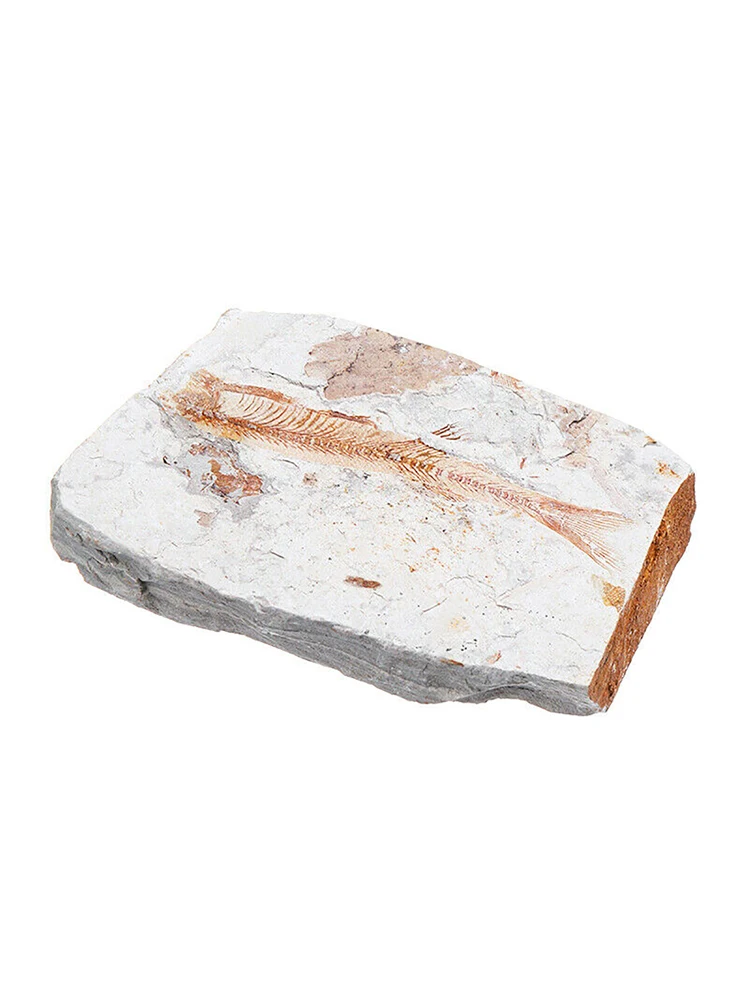 1pc Fish Fossil Natural Lycoptera Specimen Insect Gift Collection Stone Home Decoration | Дом и сад