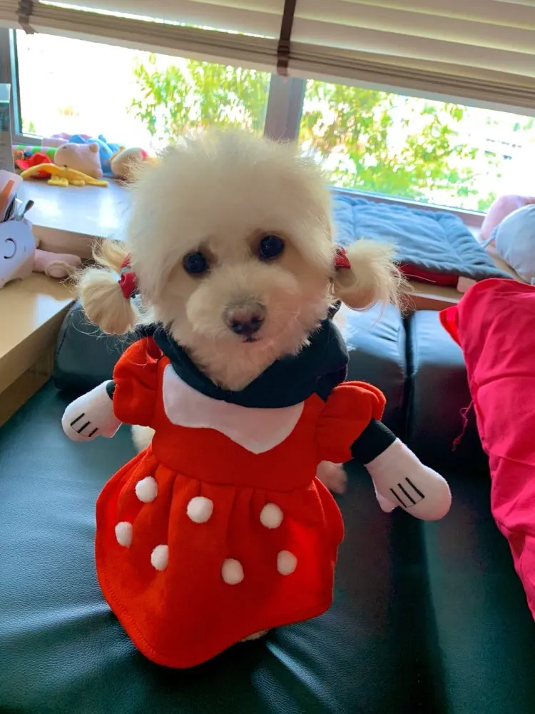 [MPK cat costumes] Забавное платье для кошки Минни, поставляется с шапочкой