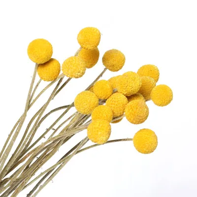 20 pcs Denisfen высушенная ветка 3 см большой букет Billy Ball сухоцветы желтые декоративные растения Цветочные украшения дома аксессуары - Цвет: 20 pcs