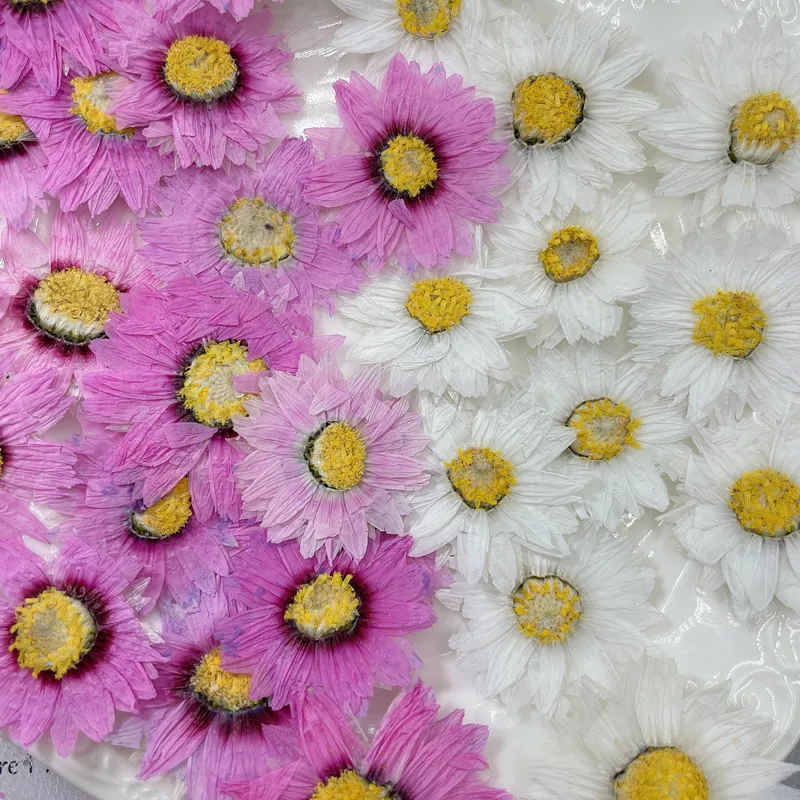 

60pcs Pressed Dried Helipterum manglesii Flower Herbarium For Epoxy Resin Jewelry Making Bookmark Face Makeup Nail Art Craft