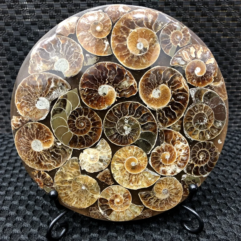 

Natural Ammonite Disc Fossil Conch Specimen Healing +Stand 1PC 100g+