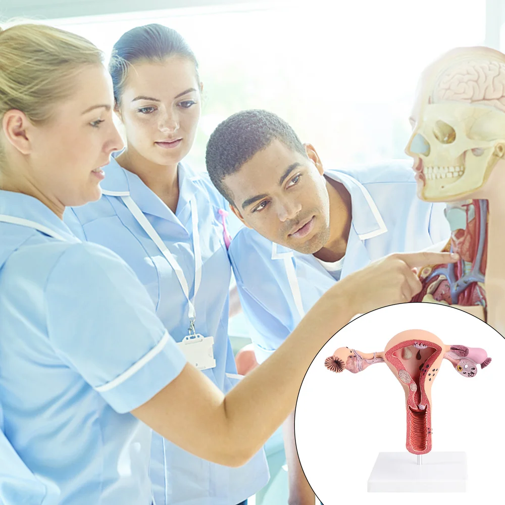 

1Pc Female Internal Reproductive Anatomical Model Human Anatomy Model