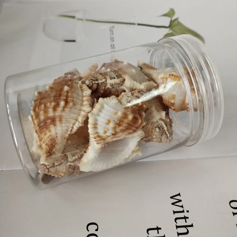 Морская раковина морская звезда улитка кошка натуральная аквариум ландшафтный
