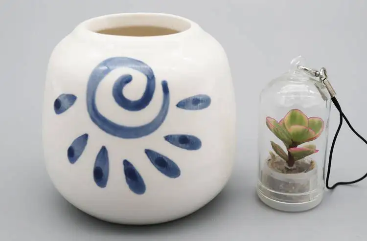 Мини-суккулент в случайном порядке зеленое мясистое растение стеклянная крышка