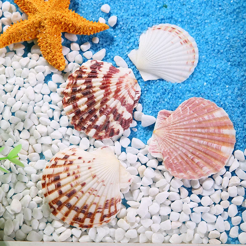 Гребешки браслет из прородного белого камня раковины цветной узор предметы