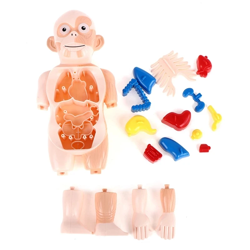 Детский 3D пазл Монтессори модель анатомии человеческого тела обучающий орган