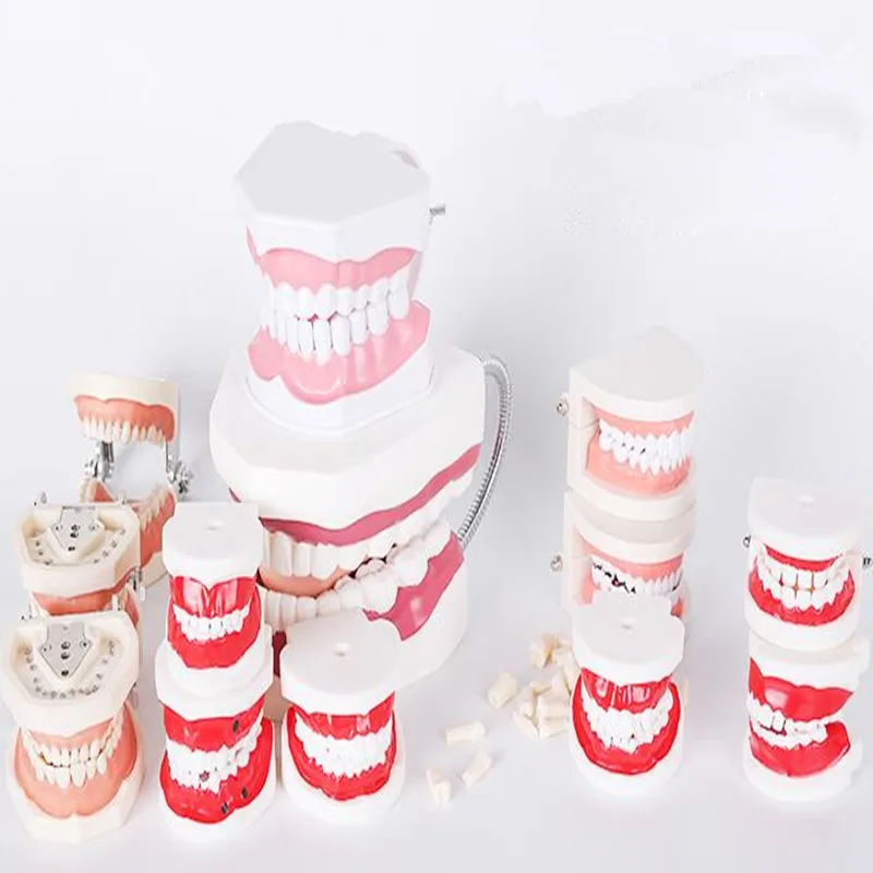 

Kindergarten teaching brushing children's oral model standard Large early childhood brushing model 6-10