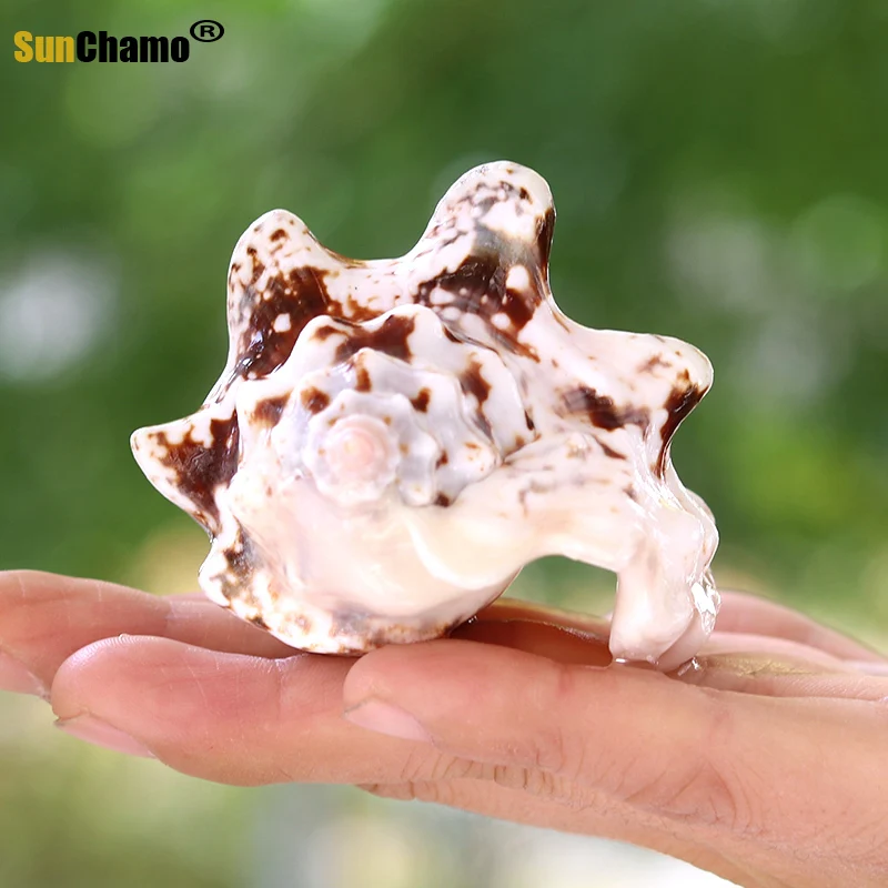 Золотая стрекоза натуральный раковины водные аквариумные средиземноморский