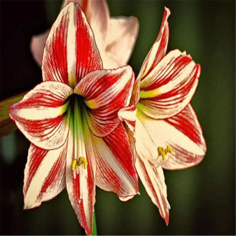 Amaryllis 100 шт| |