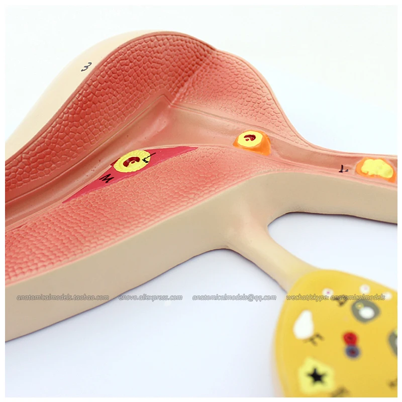 

12454 / Human Fertilized Egg Development Anatomical Model, Medical Science Educational Teaching Anatomical Models