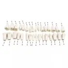 32 шт. зубьев для аккредитованной модели стандарта ADC, модель для обучения стоматологии, демонстрационная модель зубов