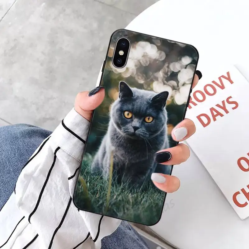

Webbedepp British Shorthair cat Phone Case for iPhone 11 12 mini pro XS MAX 8 7 6 6S Plus X 5S SE 2020 XR
