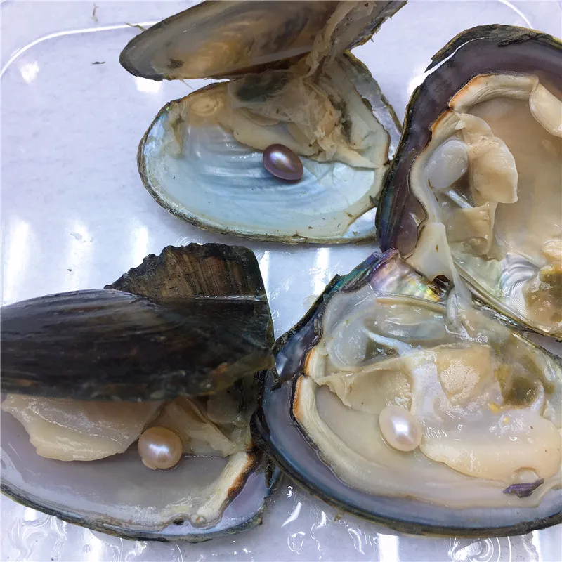 

10PCS Oysters Real Pearl Gift Individually Wrapped Vacuum Package 7-8mm Jewelry Shell