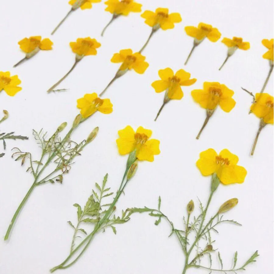 60 шт с диагональю экрана 3 6 см прессованный высушенный Tagetes Patula L. Желтый цветок