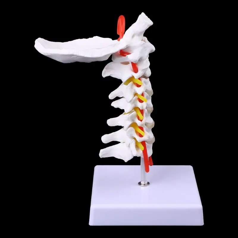 

Cervical Vertebra Arteria Spine Spinal Nerves Anatomical Model Life Size