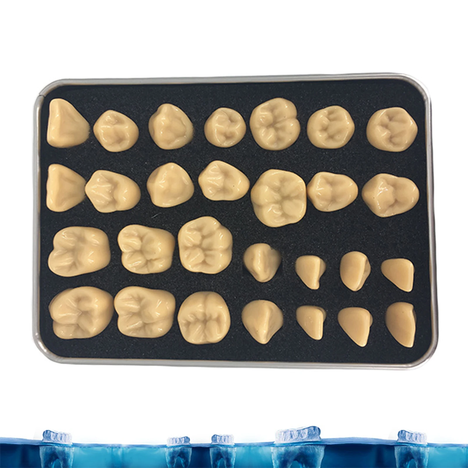 

Synthetic Acrylic Resin False Teeth for Halloween Horror Teeth,Denture Teeth Sets,Shade Upper And Lower Acrylic Teeth Sets