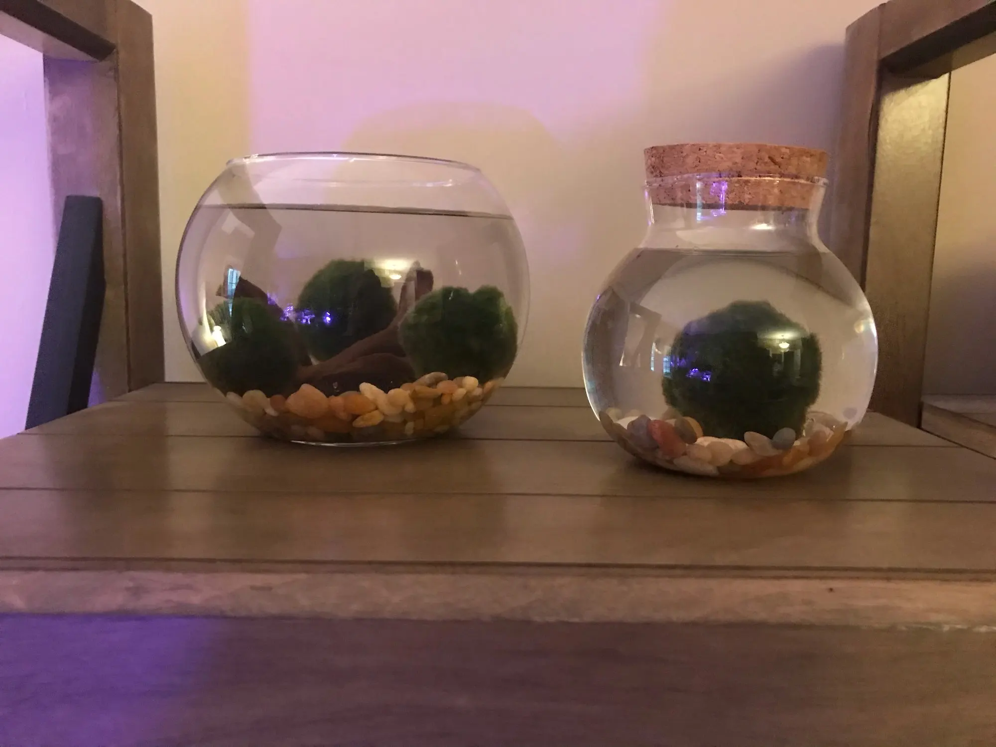 Фотографическая стеклянная ваза с деревянной крышкой 10*10*15 см|vase ball|vase glassvases home