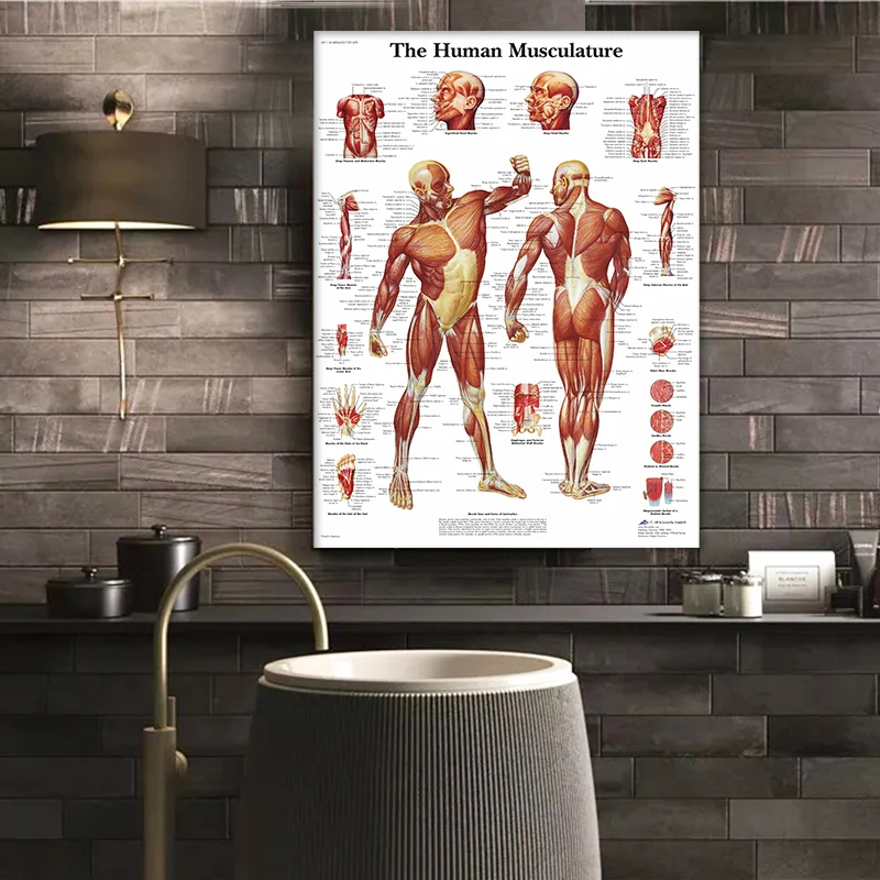 Muscle System HD Wall Art Canvas Posters And Prints Human Anatomy Chart Body Pictures For Hospital Medical Education Decor | Дом и сад