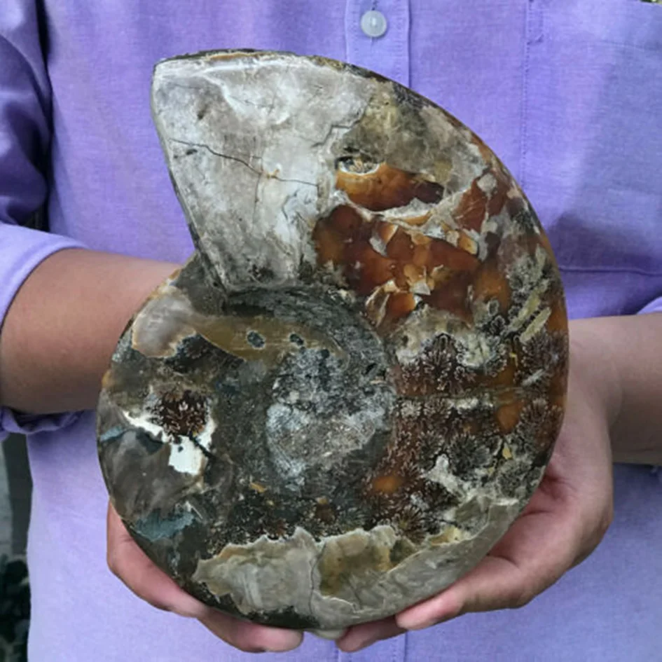 

NATURAL CONCH FOSSIL CRYSTAL ENERGY STONE DECORATION